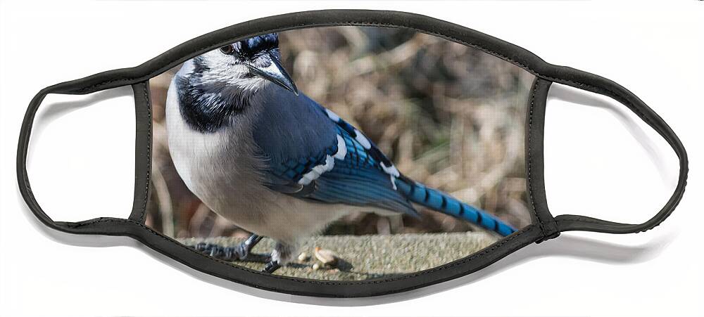 Blue Jays Face Mask featuring the photograph Strike a Pose by Holden The Moment