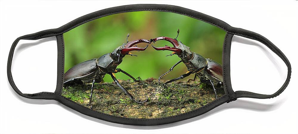 Feb0514 Face Mask featuring the photograph Stag Beetle Fighting Switzerland by Thomas Marent