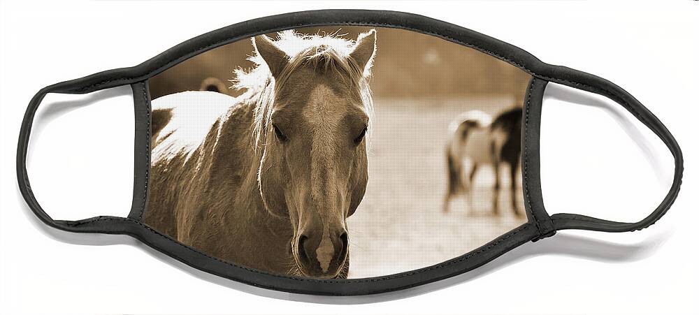 Rtf Ranch Face Mask featuring the photograph Stallion in the Forefront Sepia by Heather Kirk