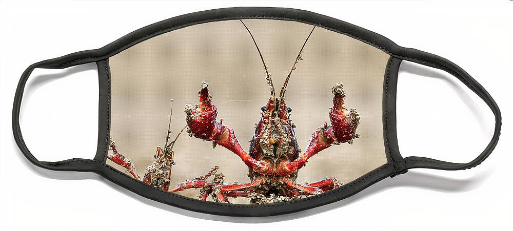 Mp Face Mask featuring the photograph Striped Crayfish by Jasper Doest