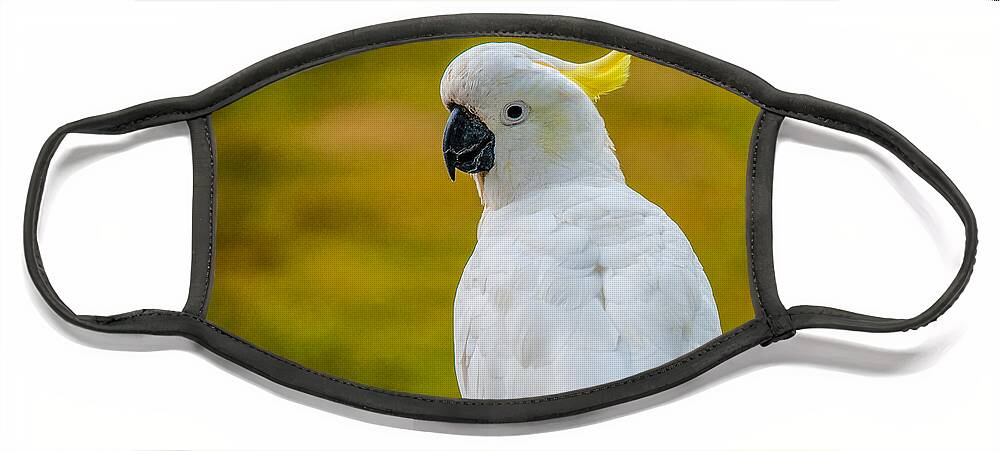 Acrylic Print Face Mask featuring the photograph Sulphur-crested Cockatoo by Harry Spitz