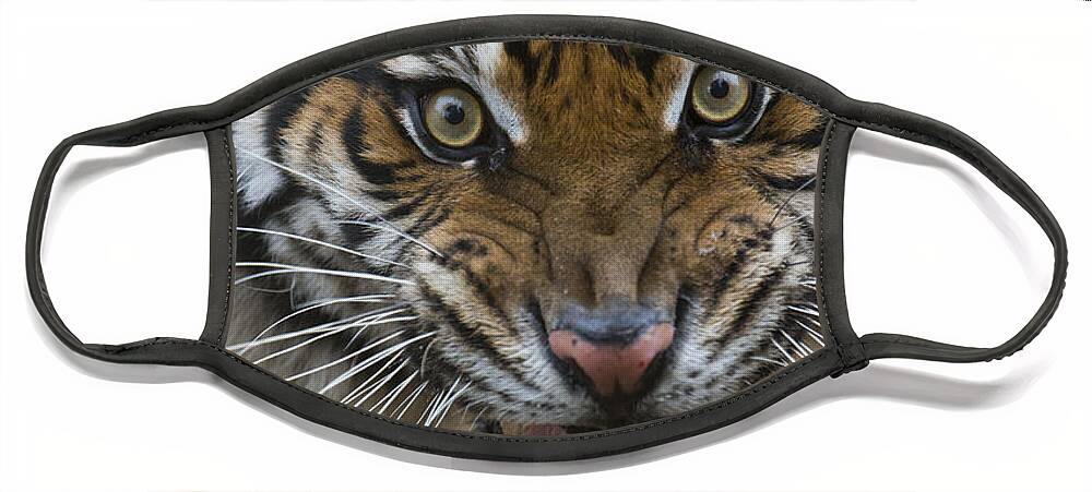 San Diego Zoo Face Mask featuring the photograph Sumatran Tiger Male Snarling Native by San Diego Zoo