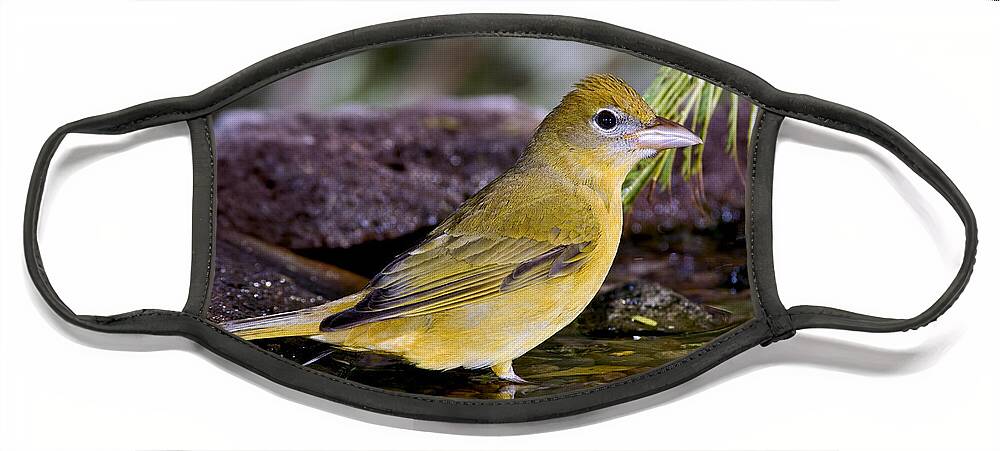 Summer Tanager Face Mask featuring the photograph Summer Tanager Female In Water by Anthony Mercieca