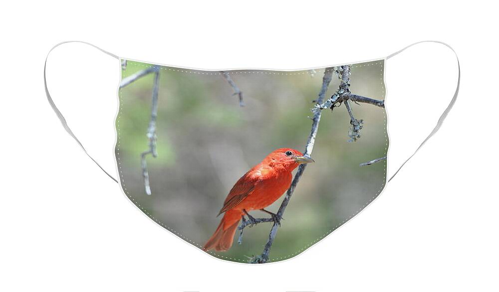 Red Face Mask featuring the photograph Summer Tanager by Frank Madia