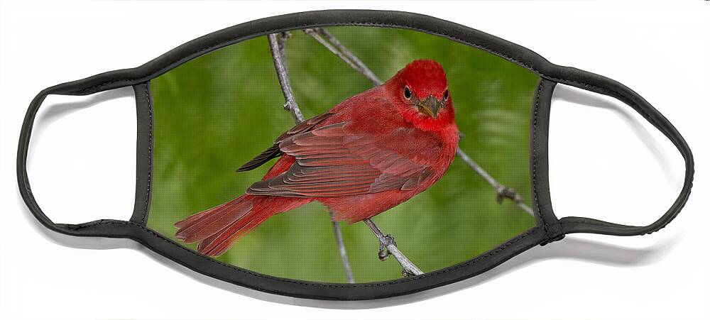 Summer Tanager Face Mask featuring the photograph Summer Tanager Male by Anthony Mercieca