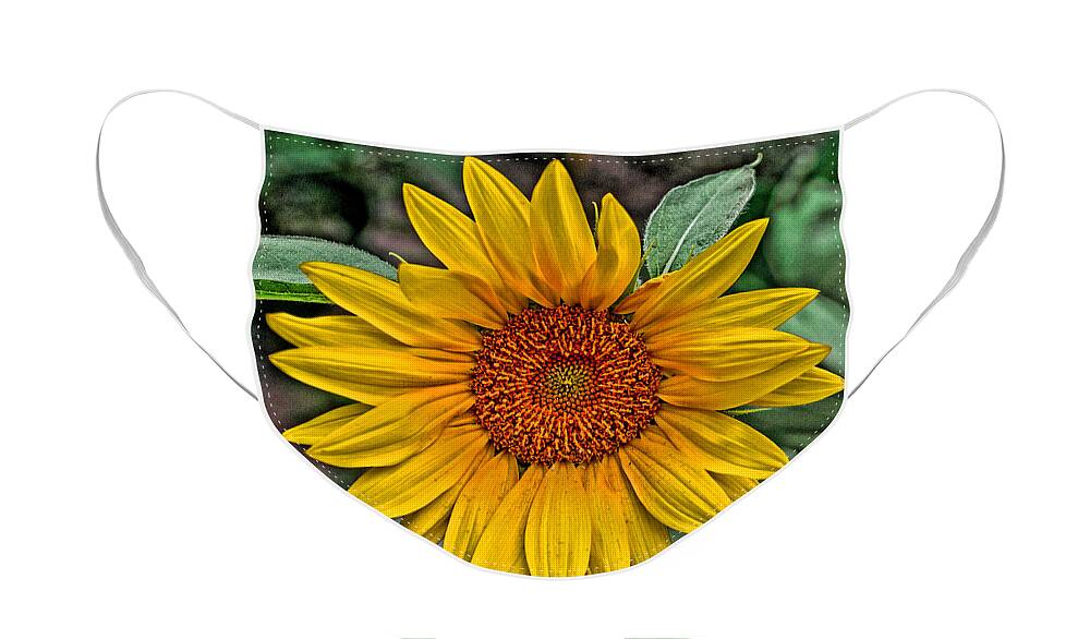 Sun Flower Face Mask featuring the photograph Sun Flower by David Armstrong