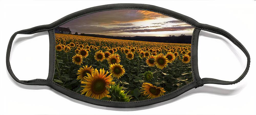 Austria Face Mask featuring the photograph Sunflower Sunset by Debra and Dave Vanderlaan