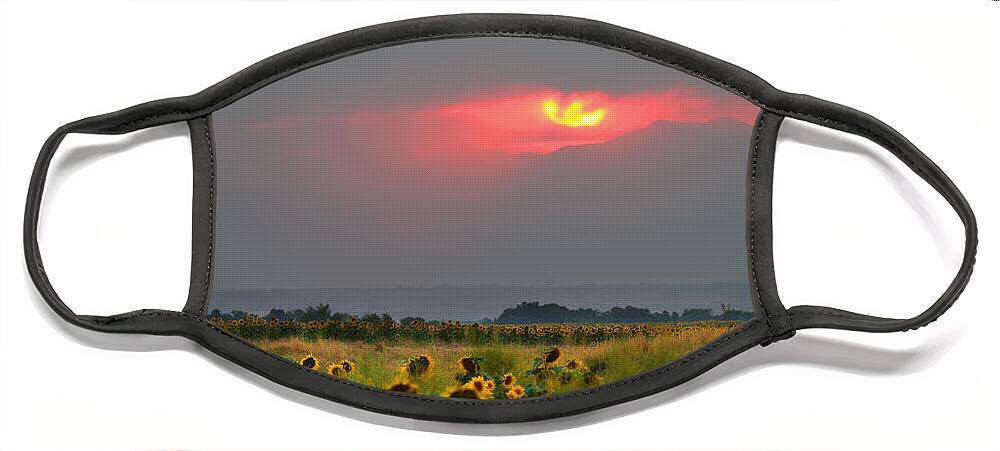 Flowers Face Mask featuring the photograph Sunflowers in Mordor by Jim Garrison