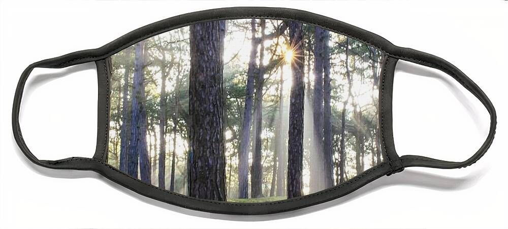 Trees Face Mask featuring the photograph Sunlit Trees by Spikey Mouse Photography