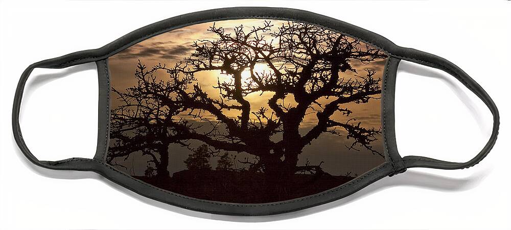 Sunset Face Mask featuring the photograph Sunset Oak by Jon Ares
