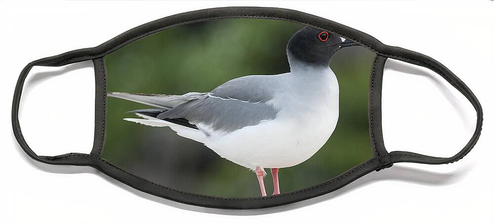 531756 Face Mask featuring the photograph Swallow-tailed Gull Galapagos by Tui De Roy