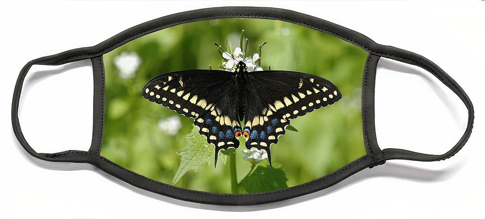 Swallowtail Face Mask featuring the photograph Swallowtail by David Armstrong