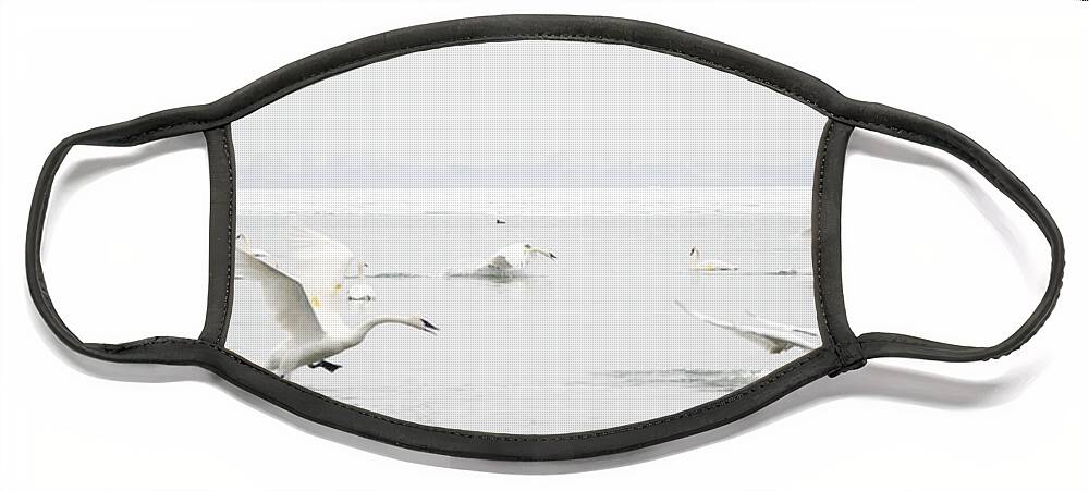 Swan Face Mask featuring the photograph Swan Fight by Laurel Best