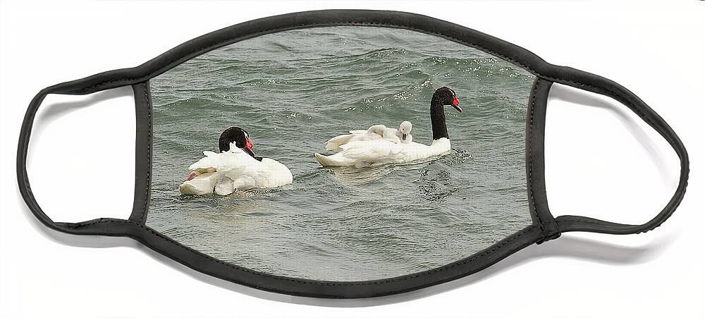 Photograph Face Mask featuring the photograph Swans and Babies by Richard Gehlbach