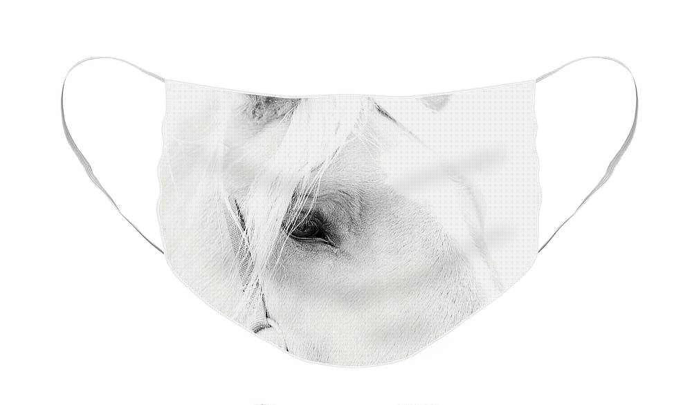 Sweet Soul Belgian Horse Black And White Face Mask featuring the photograph Sweet Soul Belgian Horse Black and White by Terry DeLuco