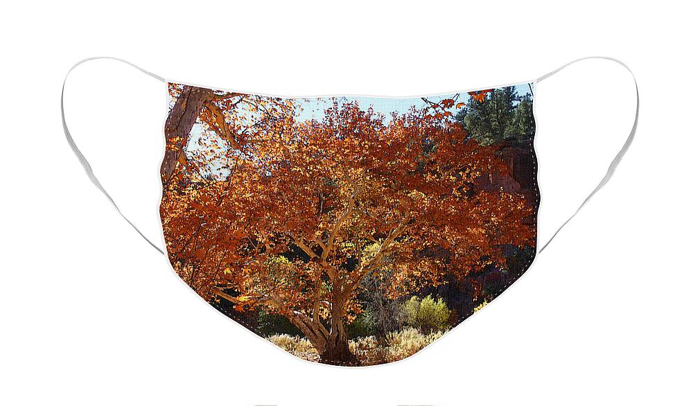 Sycamore Trees Face Mask featuring the photograph Sycamore Trees Fall Colors by Tom Janca