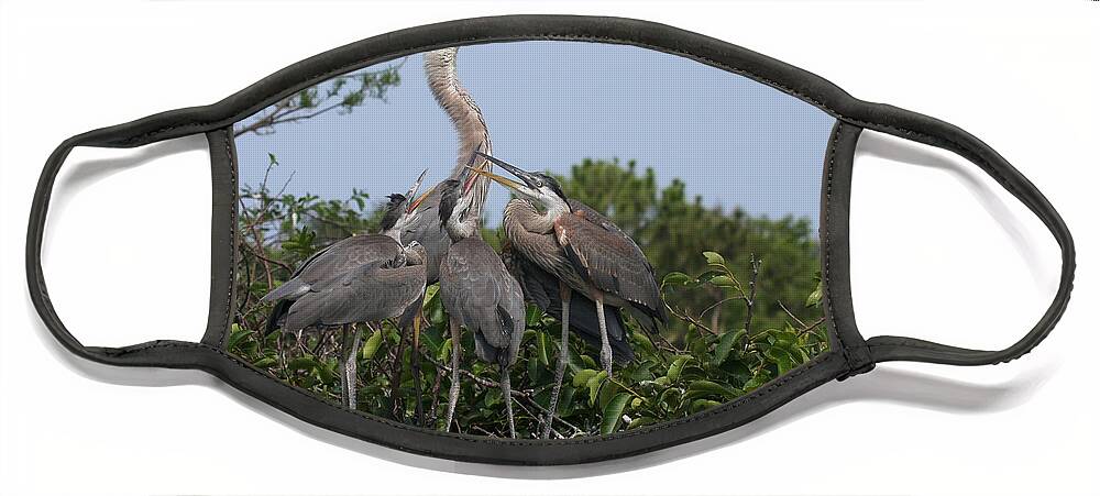 Great Blue Heron Face Mask featuring the photograph Teaching Manners by Jayne Carney