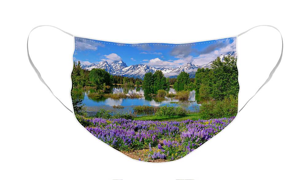 Grand Teton National Park Face Mask featuring the photograph Teton Spring Lupines by Greg Norrell