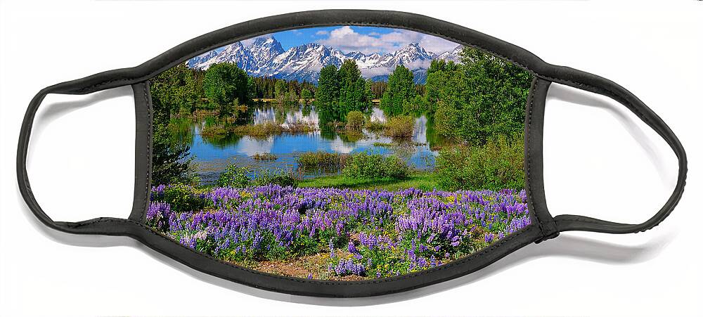 Grand Teton National Park Face Mask featuring the photograph Teton Spring Lupines by Greg Norrell