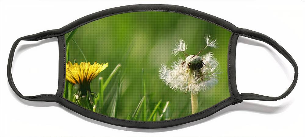 Dandelion Face Mask featuring the photograph A Weed or A Wish Dandelion by Valerie Collins