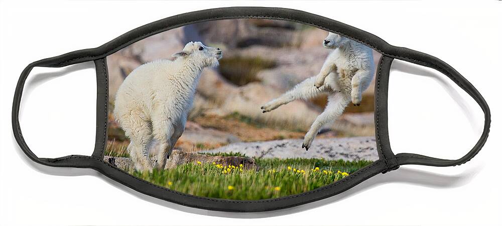 Baby Goat; Mountain Goat Baby; Dance; Dancing; Happy; Joy; Nature; Baby Goat; Mountain Goat Baby; Happy; Joy; Nature; Brothers Face Mask featuring the photograph The Dance of Joy by Jim Garrison
