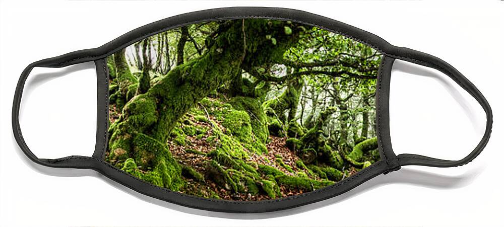 Forest Face Mask featuring the photograph The Elven forest No2 Wide by Weston Westmoreland