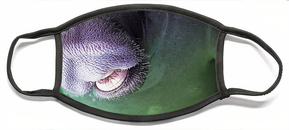 Manatees Face Mask featuring the photograph The Happy Manatee by Karen Wiles