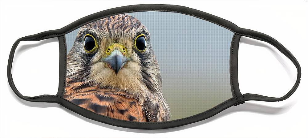 Kestrel Face Mask featuring the photograph The Kestrel face to face by Torbjorn Swenelius