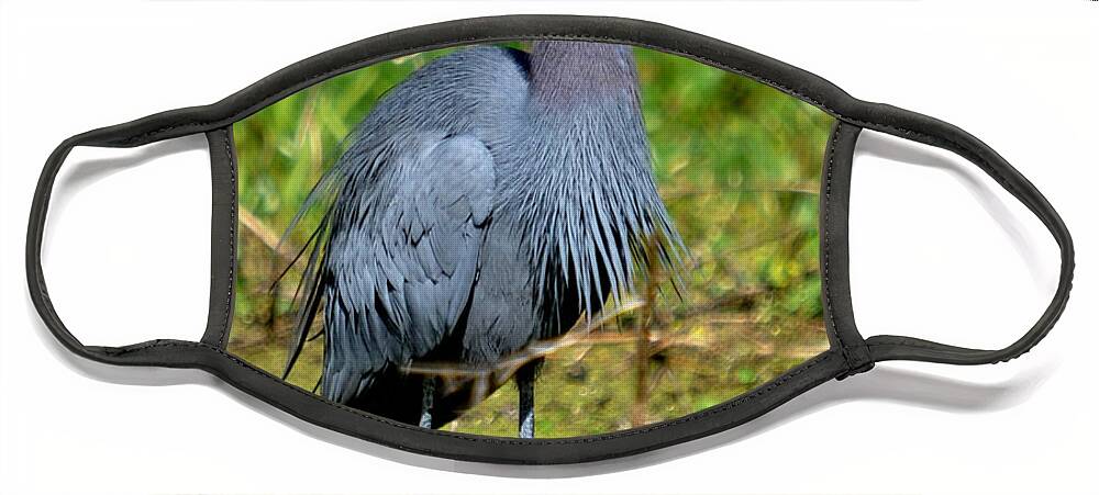 Heron Face Mask featuring the photograph The Little Blue Heron by Kathy Baccari