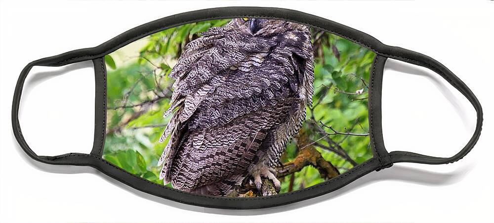 Horned Owl Face Mask featuring the photograph The Perch by Steve McKinzie