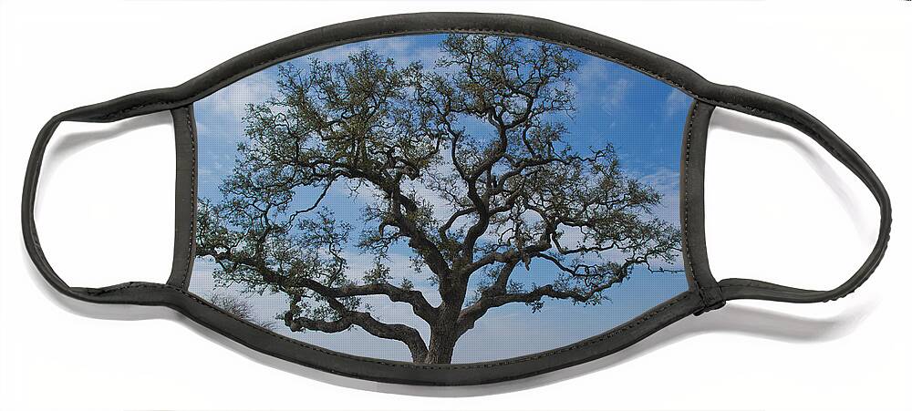 Texas Live Oak Face Mask featuring the photograph The Sentinel by Jemmy Archer