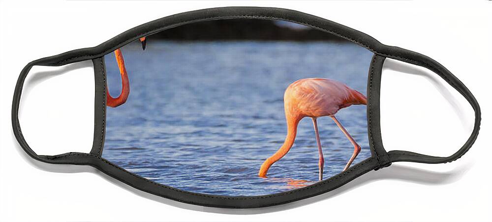 3scape Face Mask featuring the photograph The Three Flamingos by Adam Romanowicz