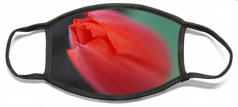 Tulip Face Mask featuring the photograph The Tip of the Tulip by Kathy Paynter