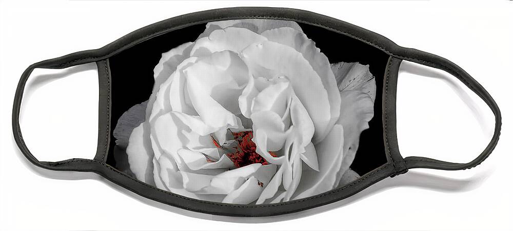Art Face Mask featuring the photograph The White Rose by Ken Johnson