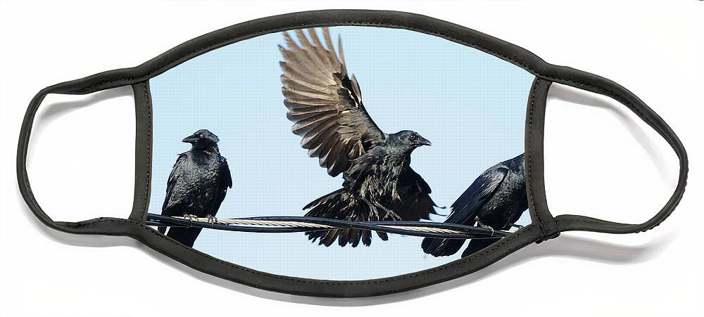 Crow Face Mask featuring the photograph Three Crows on a Wire. by Bradford Martin