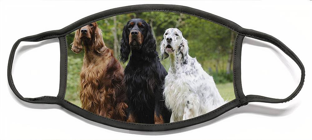 Dog Face Mask featuring the photograph Three Different Setters by John Daniels