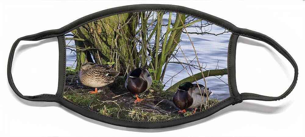  Duck Face Mask featuring the photograph Three In A Row by Spikey Mouse Photography