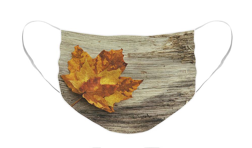 Maple Leaf Face Mask featuring the photograph Three Leaves by Scott Norris