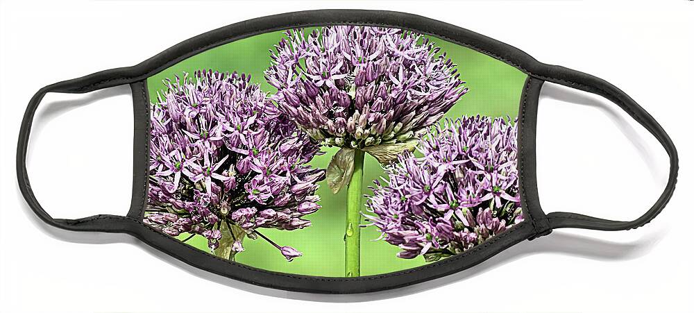 Purple Sensation Allium Face Mask featuring the photograph Three Purple Sensation Alliums by Janice Drew