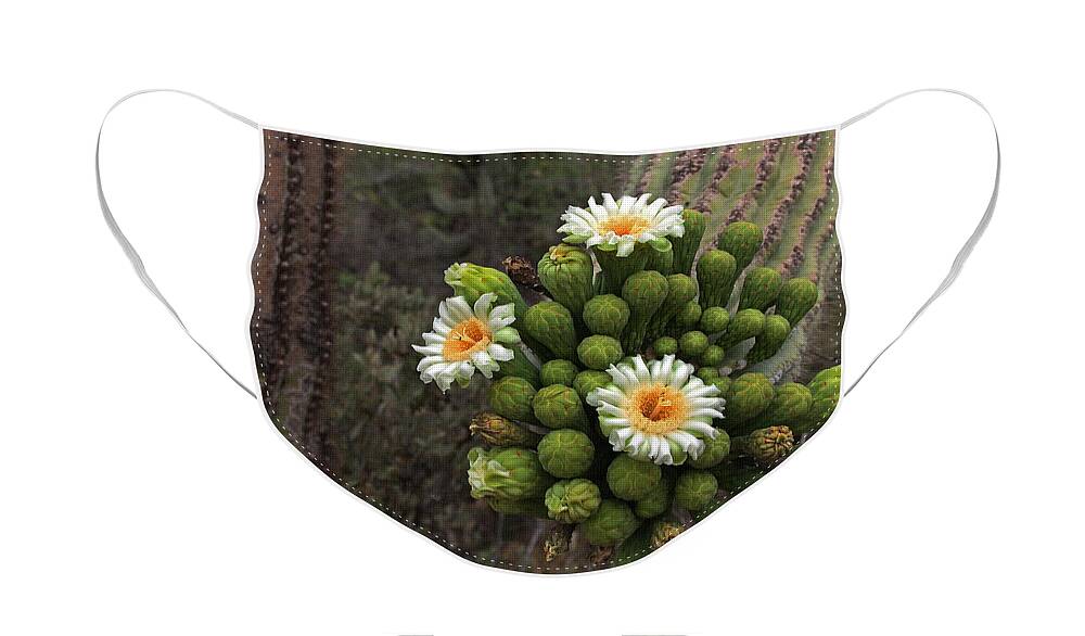 Three Saguaro Blossoms Face Mask featuring the photograph Three Saguaro Blossoms And Many Buds by Tom Janca