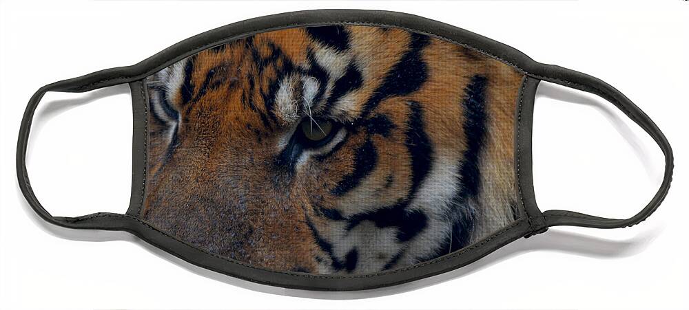 Attentive Face Mask featuring the photograph Tiger Face by Maggy Marsh