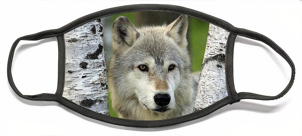 Flpa Face Mask featuring the photograph Timber Wolf Between Birch Trees by Jurgen and Christine Sohns