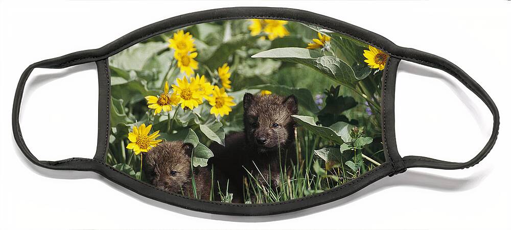 Feb0514 Face Mask featuring the photograph Timber Wolf Pups And Flowers North by Gerry Ellis