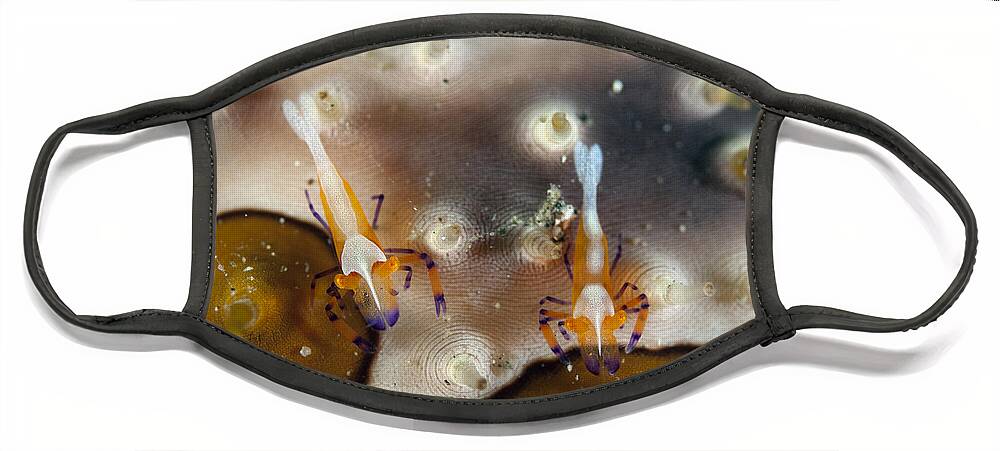 Flpa Face Mask featuring the photograph Tiny Imperial Shrimp On Leopard Sea by Colin Marshall