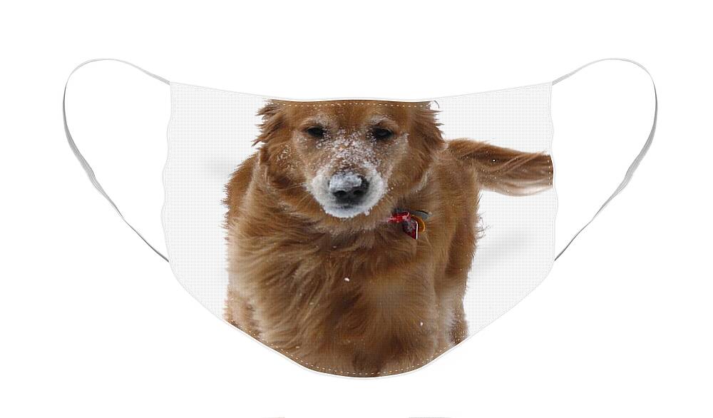 Golden Retriever Face Mask featuring the photograph To the Rescue by Veronica Batterson
