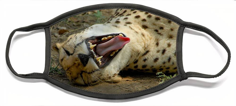Cat Face Mask featuring the photograph Too Funny by Donna Blackhall