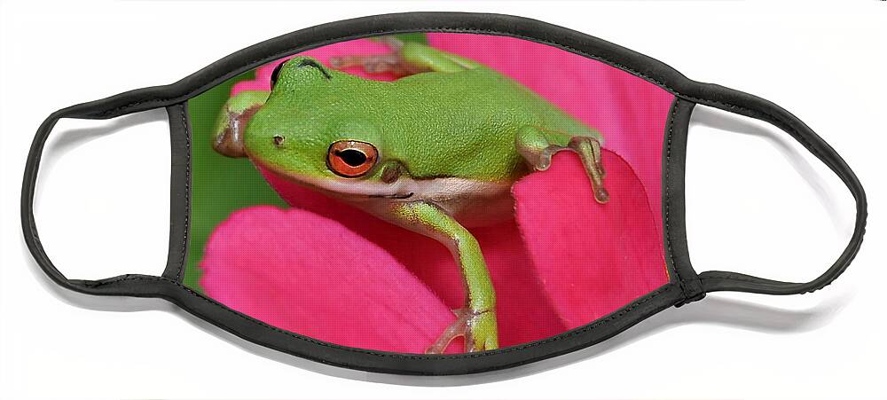 Frog Face Mask featuring the photograph Tree Frog On A Pink Flower by Kathy Baccari