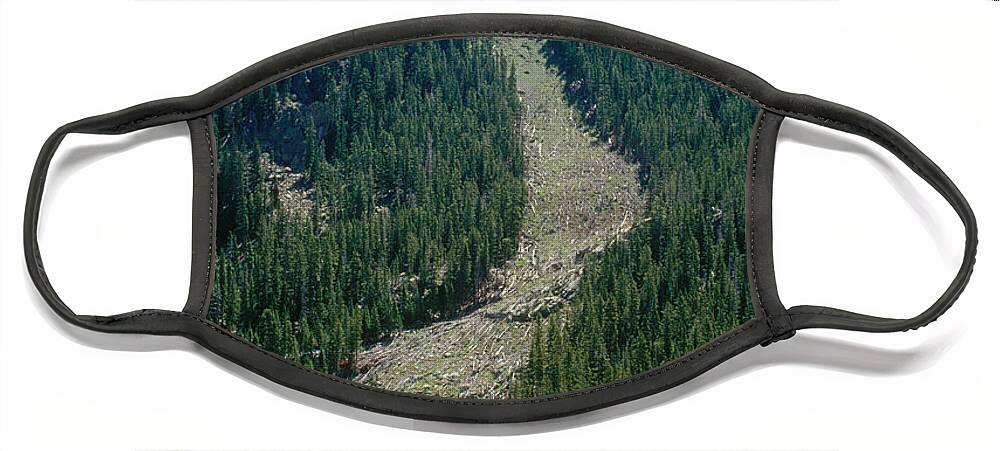 Avalanche Face Mask featuring the photograph Trees Felled By Avalanche by Louisa Preston