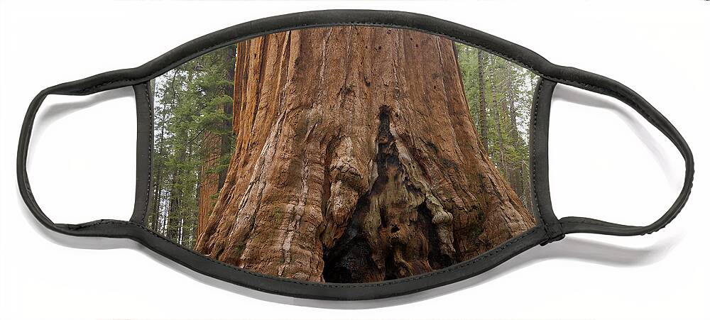 Nature Face Mask featuring the photograph Trees In Sequoia National Park by Mark Newman