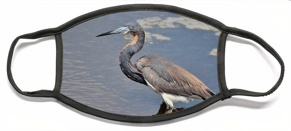 Heron Face Mask featuring the photograph Tri Colored Heron by Kathy Baccari